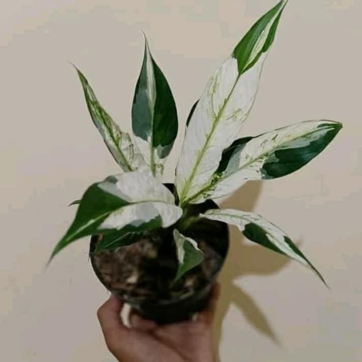 tanaman hias sepatu film varigata pluss pot hitam - peace