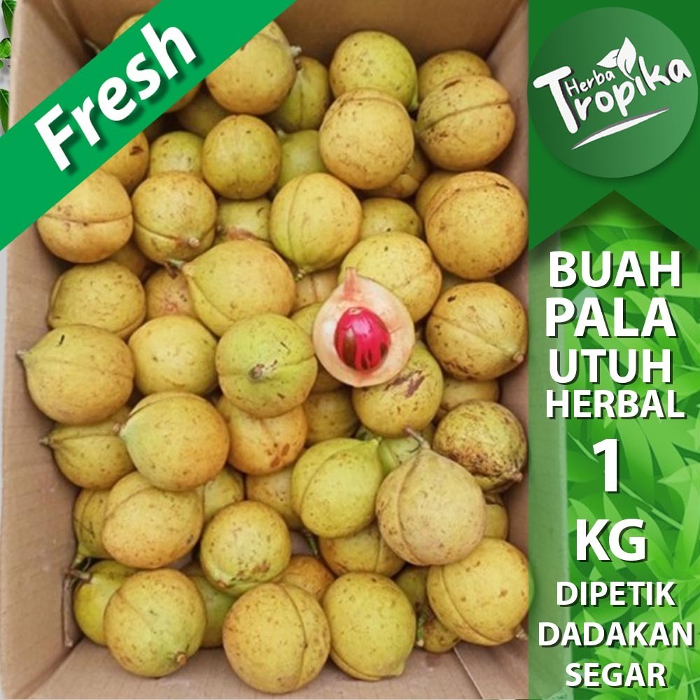 

Buah Pala Segar Belum Dikupas 1 kg rempah dan herbal alami toko herba tropika