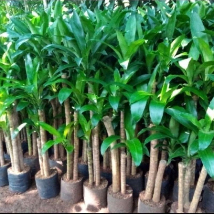 

Promo hanjuang hijau Bahan Bonsai per 1meter