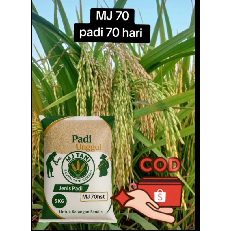 MJ 70 hst bibit padi umur 70 hst / 70 hari kemasan 5kg