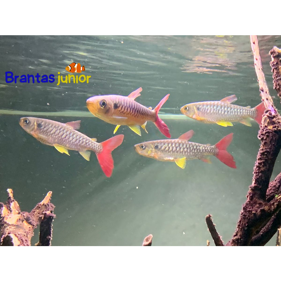 Ikan Hias Pinktail 8-10 cm/ Ikan Tankmate Predator / Ikan Hias Air Tawar
