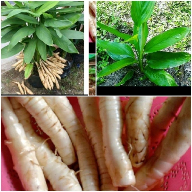 Bibit umbi garut unggul' tanaman umbi garut