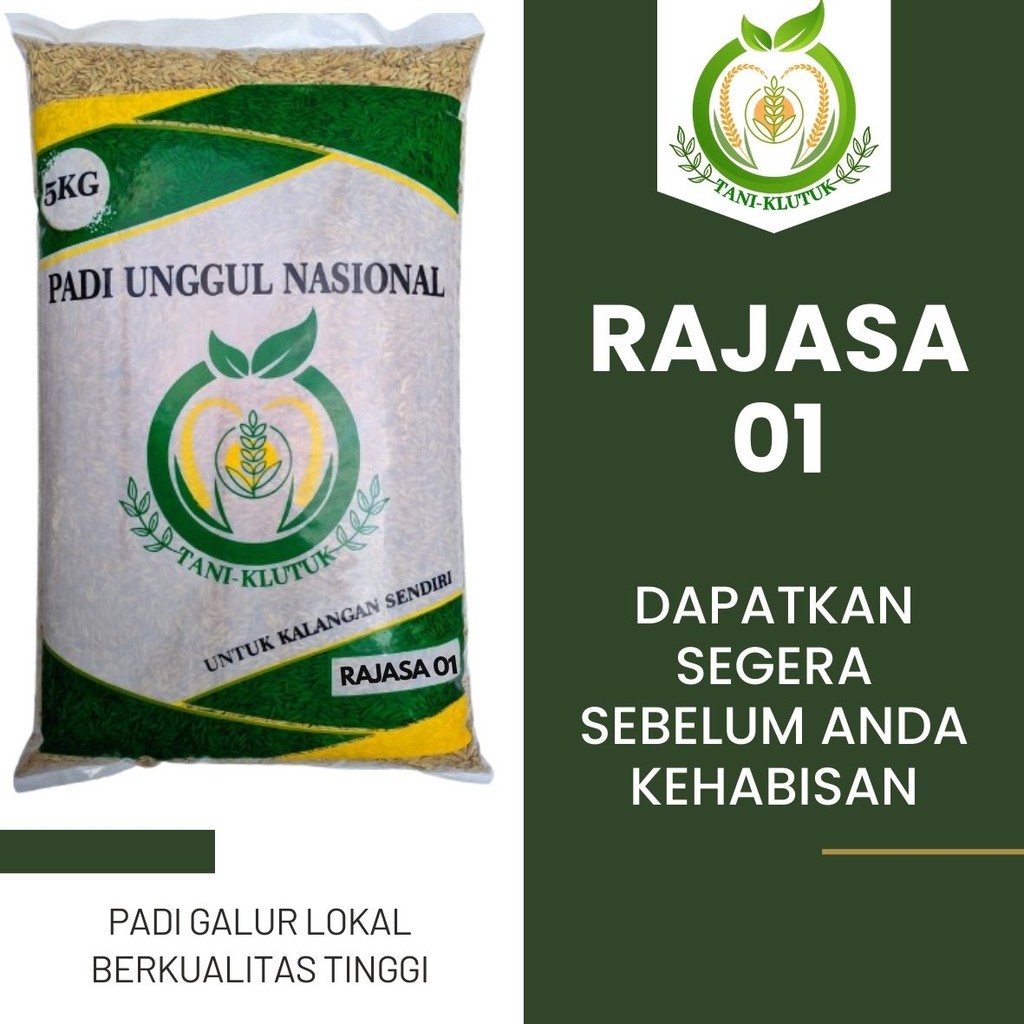 benih padi rajasa 01 5kg original produk tani klutuk