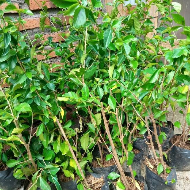 Teh Tehan Tanaman Pagar Atau Pagar Hidup