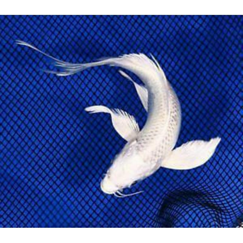 Hiasan koi platinum slayer 20-25cm cantik