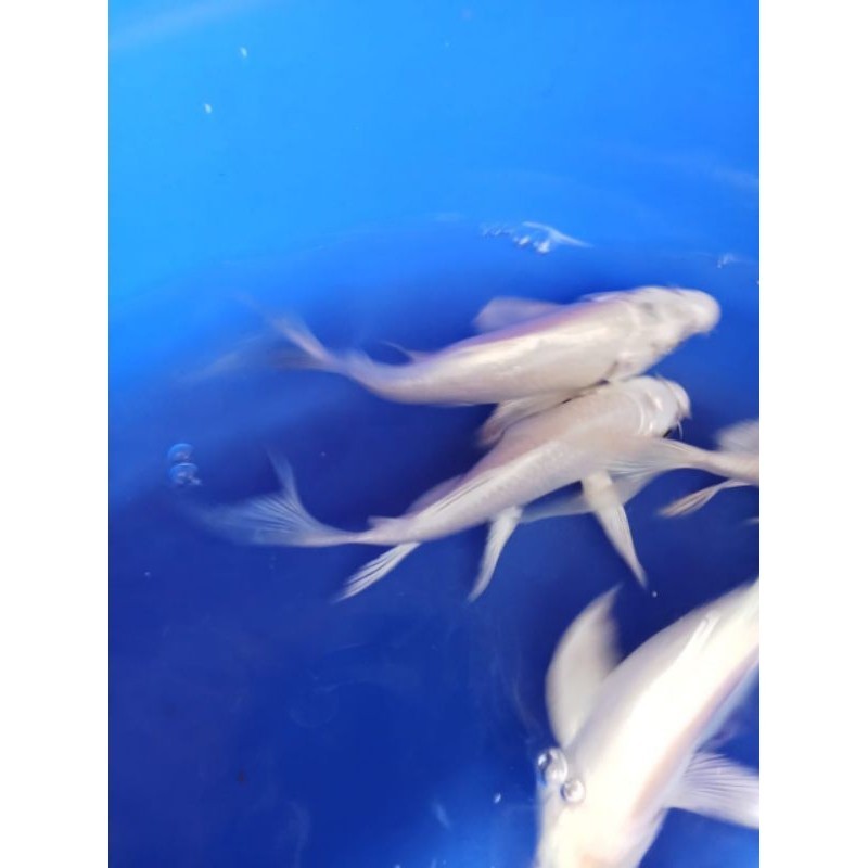 H Hiasan Paket Isi 5 Ekor Koi Slayer Platinum Putih Size 8 Cm