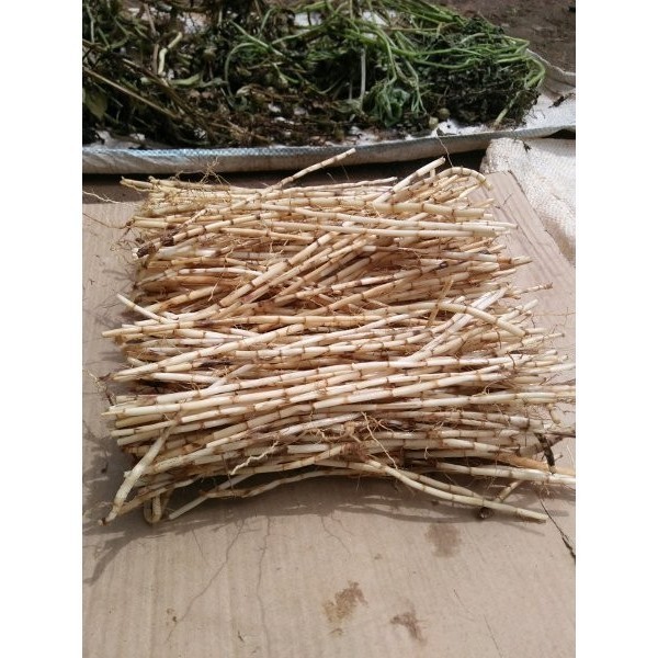 

AKAR ALANG ALANG 100 BATANG ILALALNG ALANGALANG Herbal COD