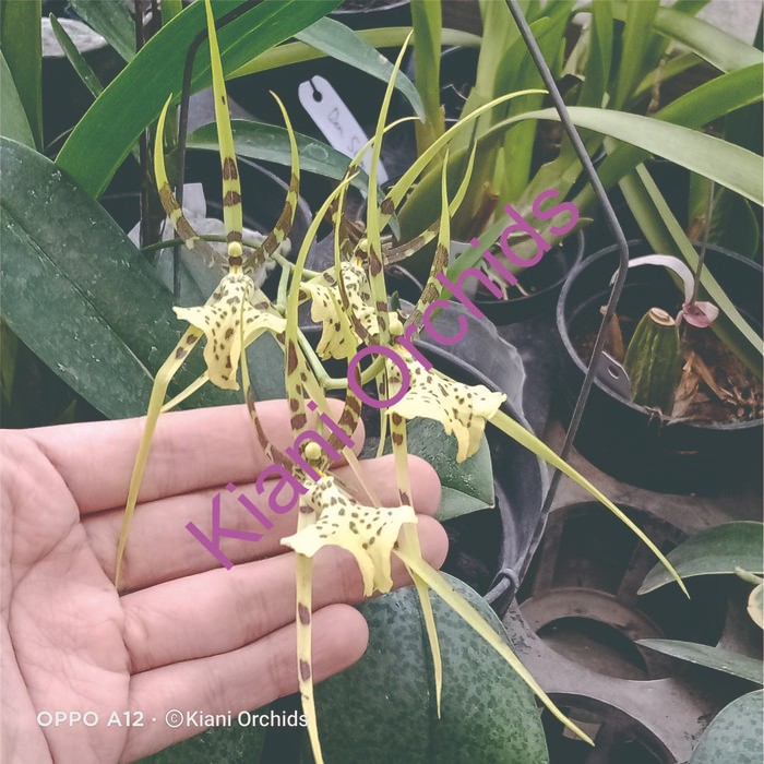 Anggrek Oncidium Brassia arcuigera DEWASA