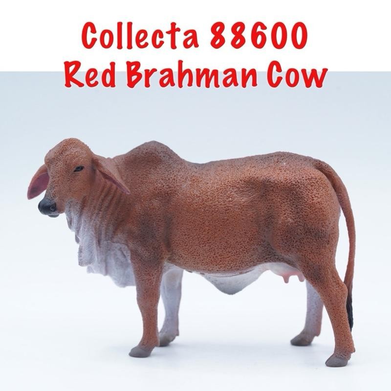 Collecta 88600 Red Brahman Cow Sapi  Brahman Merah  Bos Taurus Binatang Figure Pajangan Mainan Figur