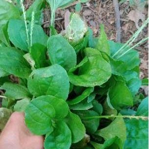 

Daun Ki Urat/Daun Sendok Segar Murni Alami 1 Kg