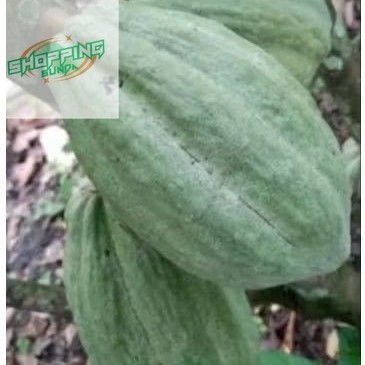 

BUAH COKLAT(BUAH KAKAO) MATANG DI PETIK LANGSUNG DARI POHON NYA