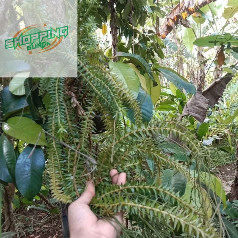 tanaman hias gantung/tanaman hias gantung