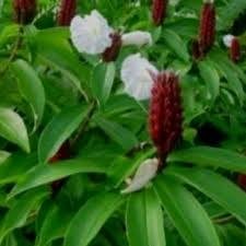 

TERLARIS DAUN PACING SEGAR 500GR MURAH TERBAIK OBAT HERBAL