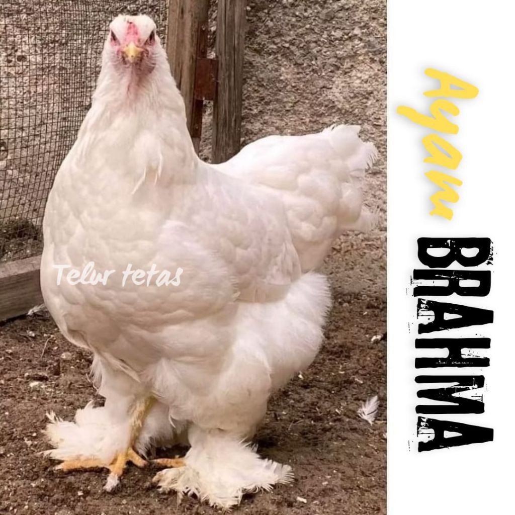 

telur ayam hias Brahma siap tetas