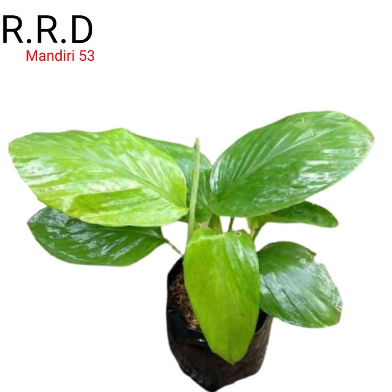 Promo Bibit temu kunci kunyit temu kunci obat herbal