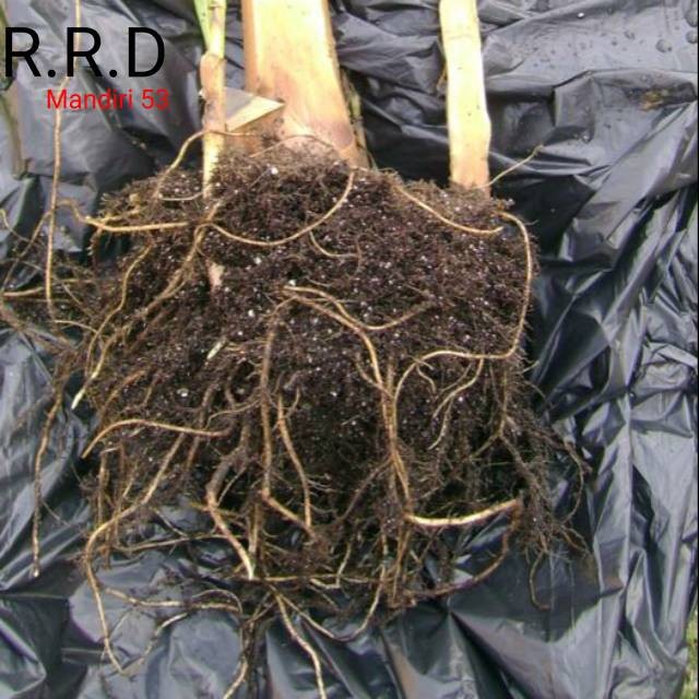 

Promo Akar pohon pisang segar organik 100gram