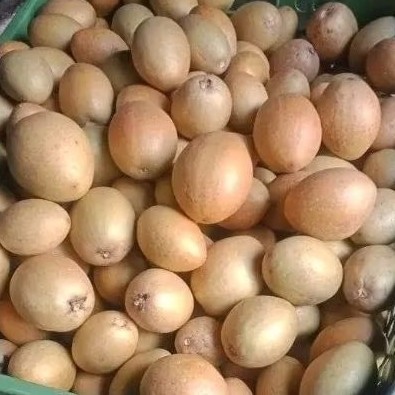 

Sawo Manila Manis 1 Kg – Buah Segar Lembut dan Legit