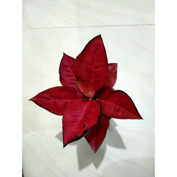 Aglonema Suksom Spesial JUMBO LOKAL