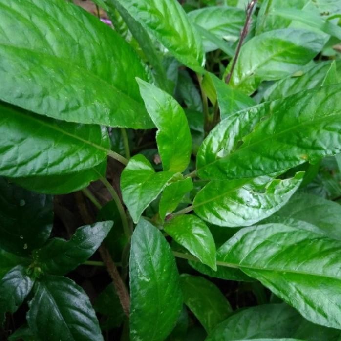 

Tanman lalab daun reundeu ready stok siap kirim