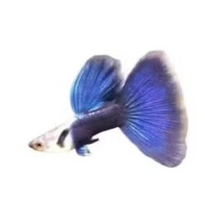 

stiker anomali Hiasan Aquarium Guppy Platinum HB Blue sepasang