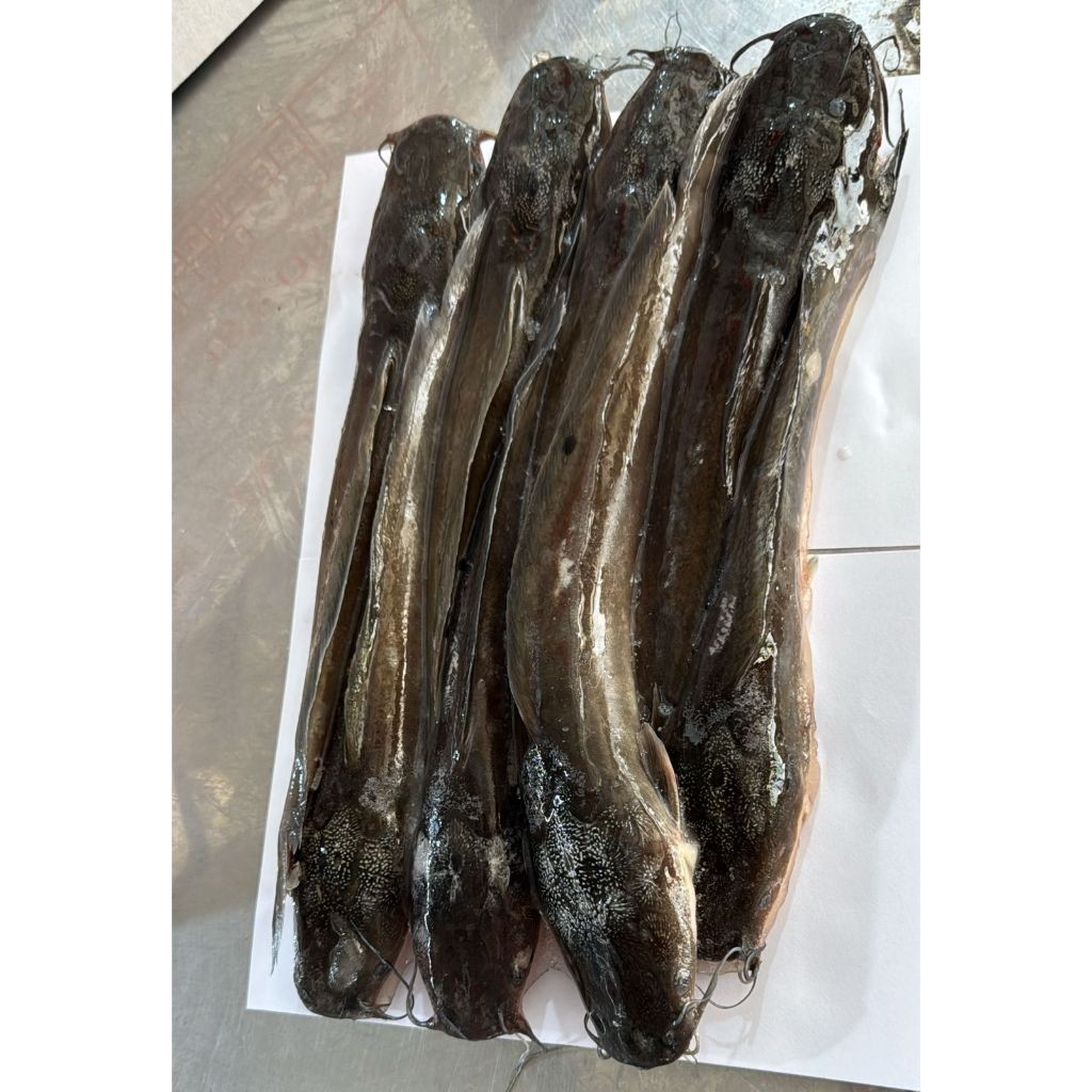 

IKAN LELE 1KG SUDAH BERAT BERSIH HANYA 30rb/ikan tawar/lele/bahan pecel lele/isi kisaran 8-10/fresh/frozen