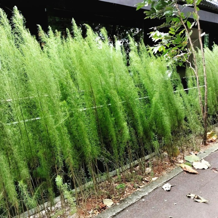 Tanaman hias Cemara air - pohon Cemara air