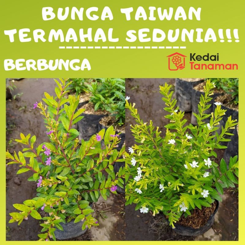 Tanaman Bunga Taiwan TERMAHAL SEDUNIA - Tanaman Hias Bunga Taiwan Beauty