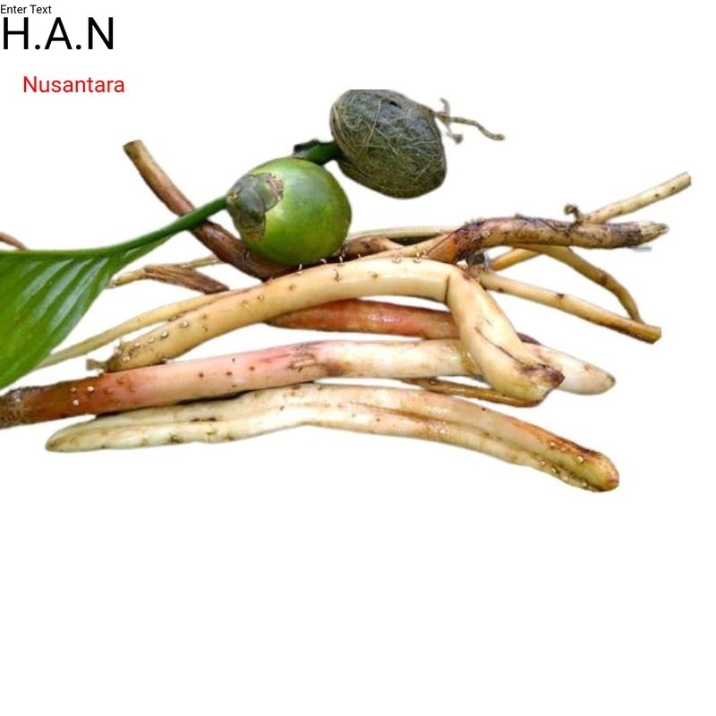 

Akar pinang muda segar 500gram akar jambe muda organik