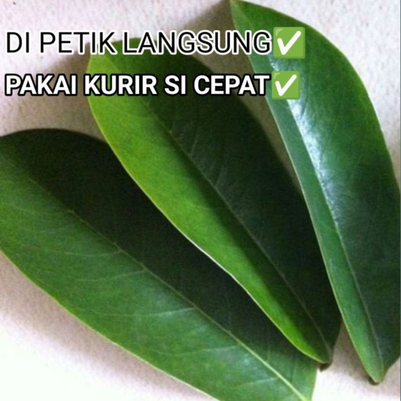 

Daun Sirsak Tua/Obat Sirsak 70 Lembar Segar