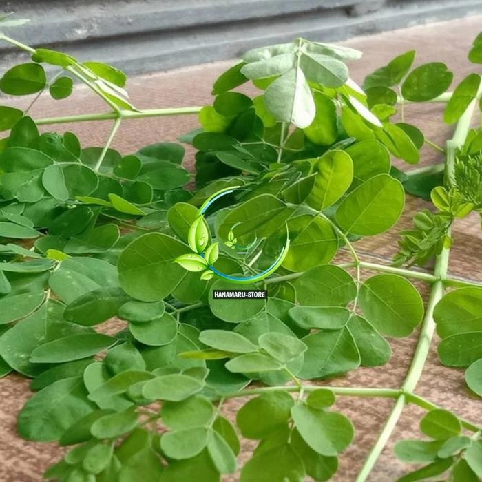 

Daun Kelor Segar l Herbal Daun Kelor l Daun kelor Sakti 200gram