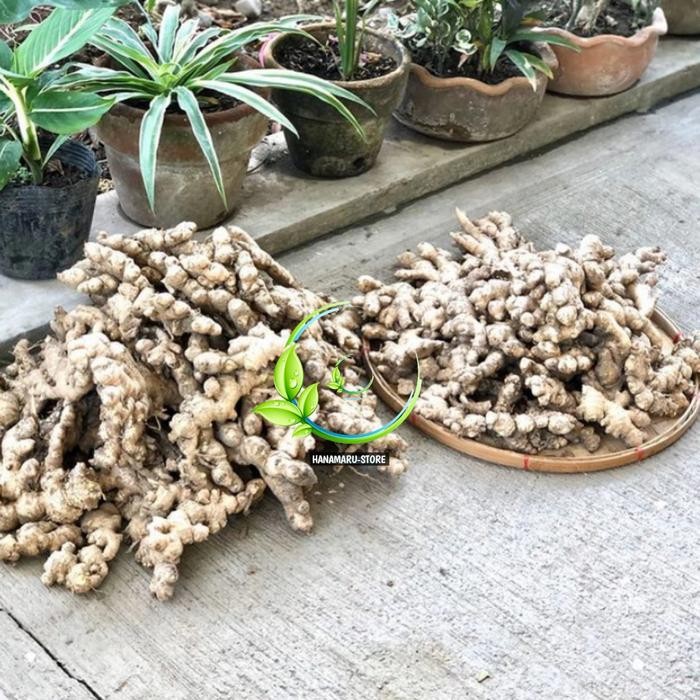 

Rempah Herbal Lempuyang Emprit 1kg