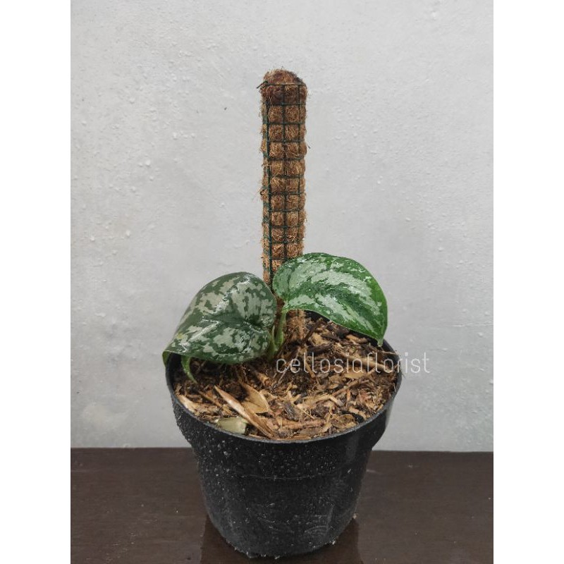 Tanaman Hias Scindapsus Exotic / Sirih Susu + Turus Penyangga