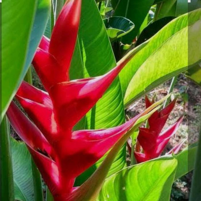POHON PISANG KARIBAY/HELICONIA CARIBAEA TINGGI 120 CM