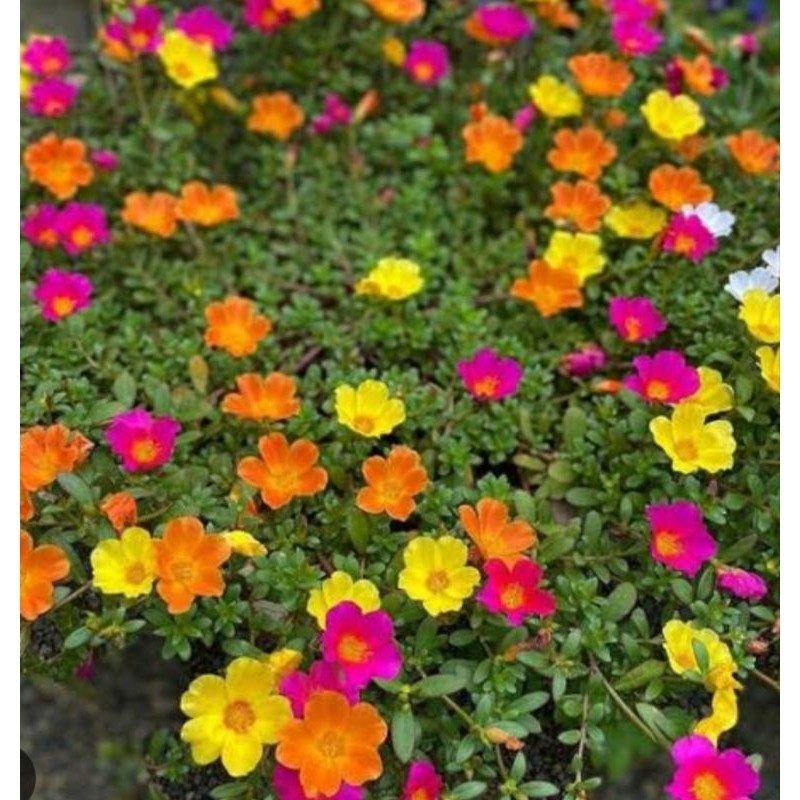 Tanaman Hias Gantung Krokot Bunga Tanaman Outdoor Sutra Bombay Bunga Random