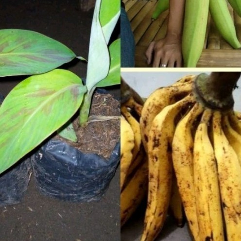 

Ready stok New jual bibit /anak pisang tanduk ukuran 30cm siap tanam