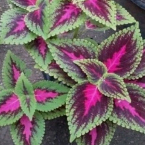 

Ready stok New Bunga Hias Jenis Miana / Tanaman Hias Miana Hiasan