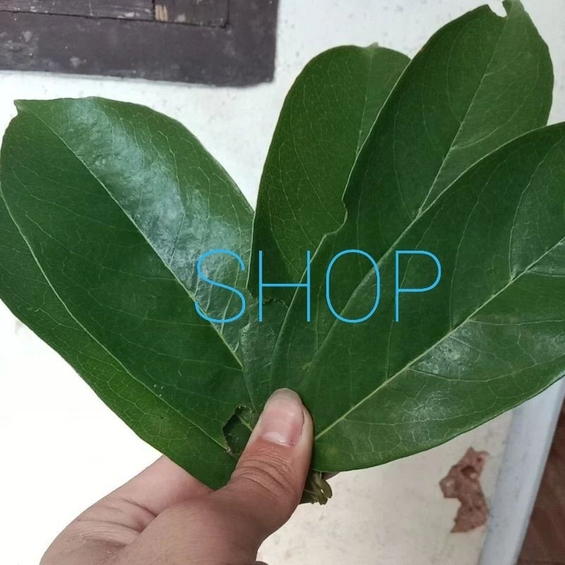 

Daun sirsak sgar di ptik saat mau di kirum