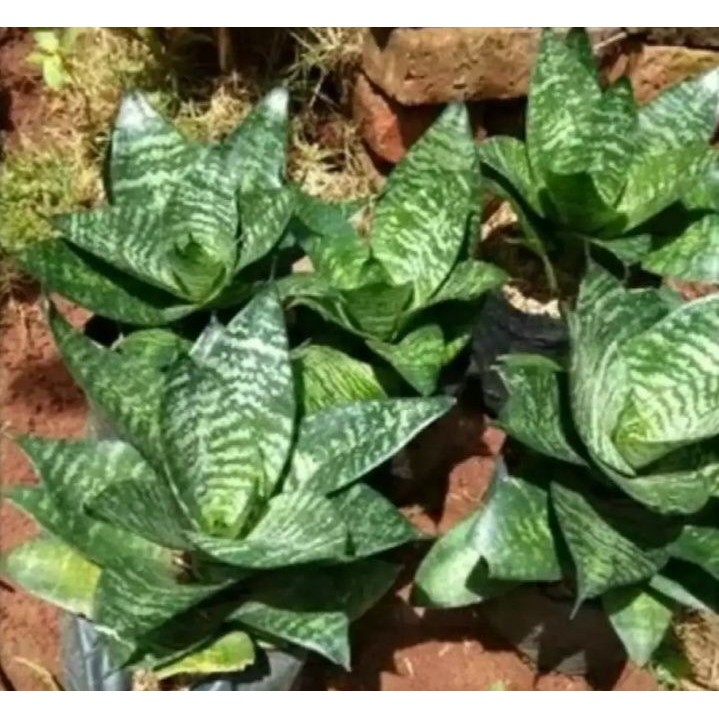 Tanaman hias lidah mertua mini - lidah mertua mini