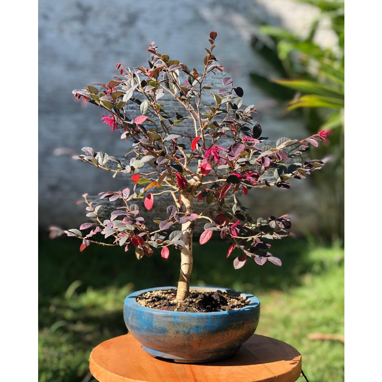 DISKON Pohon / Bonsai  Serut Merah ( Loropetalum ) Super Cantik ASLI.