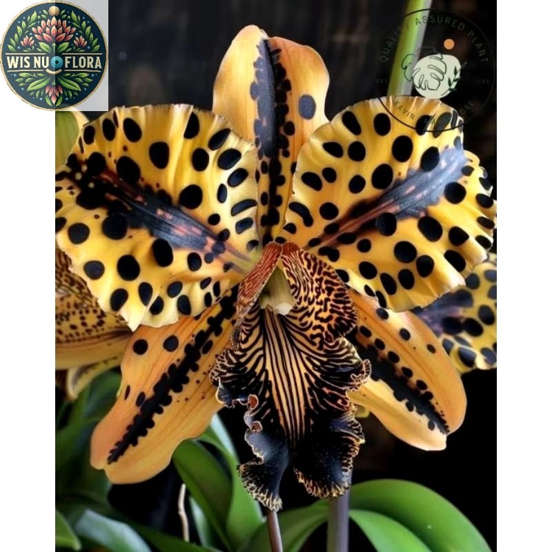 tanaman bunga - anggrek bulan macan tutul // anggrek bulan impor / anggrek