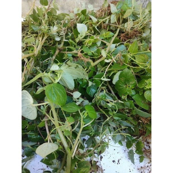 

Promo Daun Suruhan, Sirih Cina - Obat Asam Urat ready .. . .