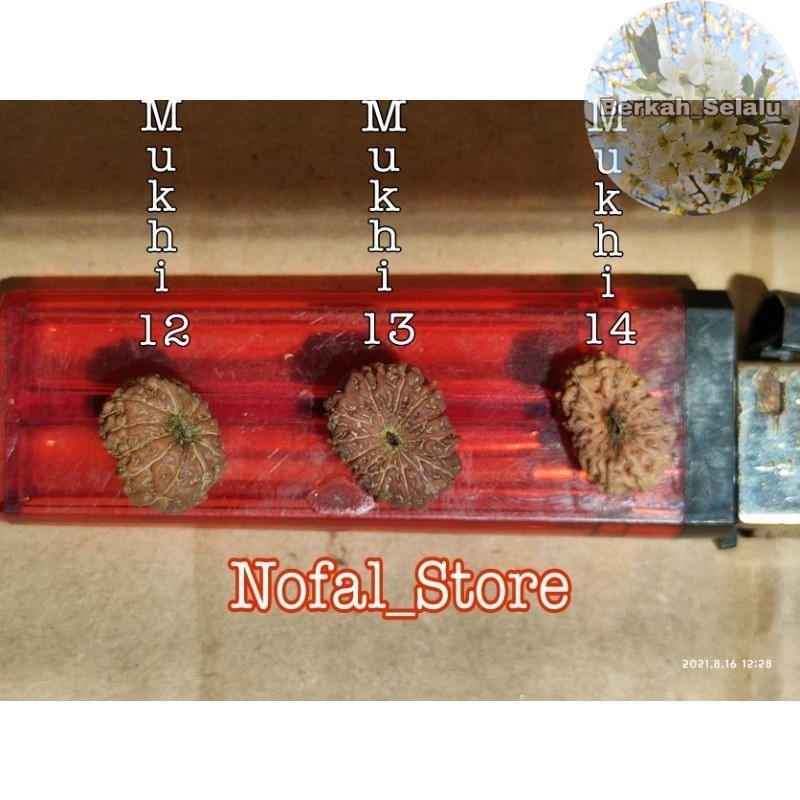 JENITRI RUDRAKSHA 1 PAKET ( MUKHI 12-13-14 ) Berkah_Selalu