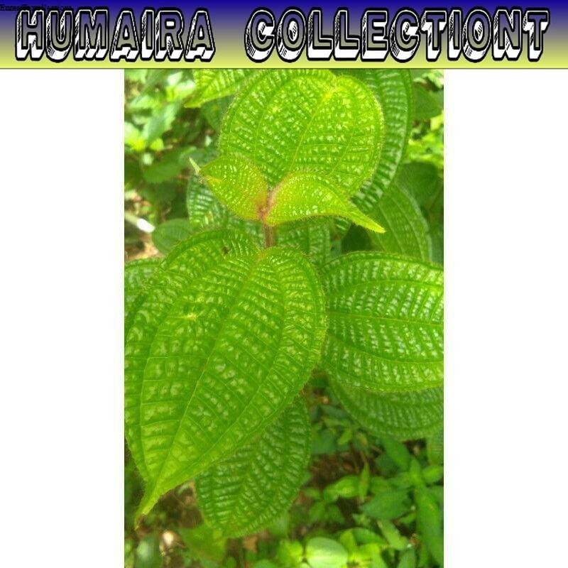 

Bibit Pohon Harendong Bulu Pohon Senggani Siap Tanam