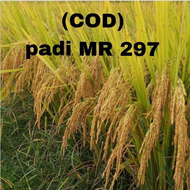 Benih Bibit Padi Unggul MR 297 Kemasan 5Kg