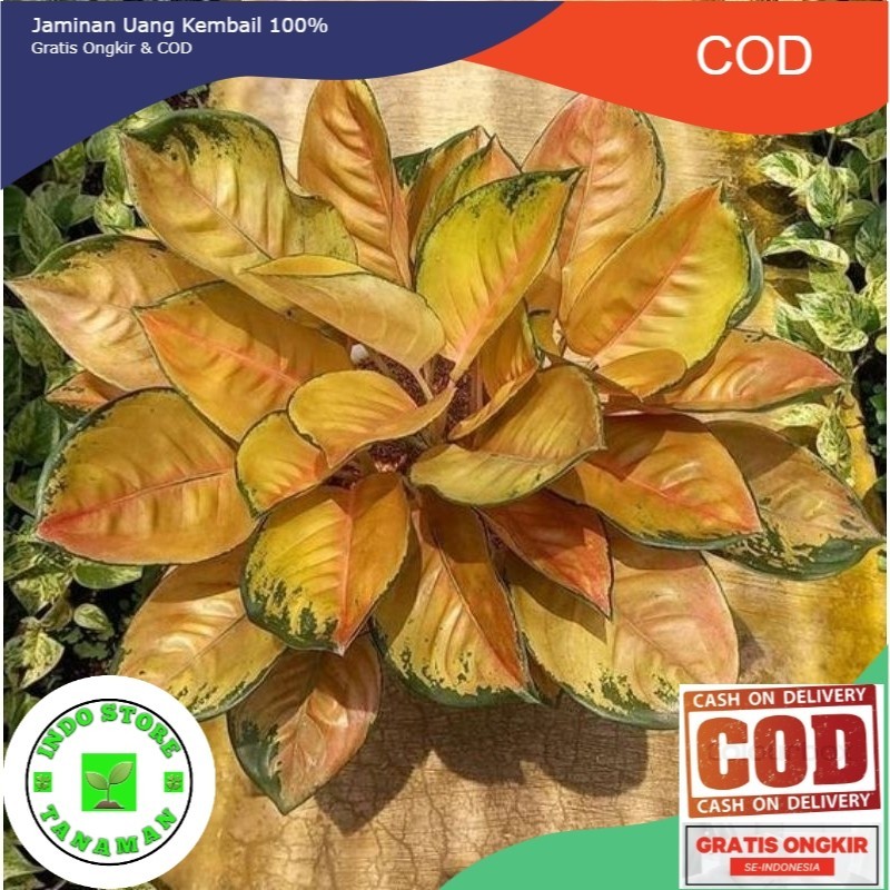 tanaman hias aglonema anakan sultan Brunai (SB) daun 2-3