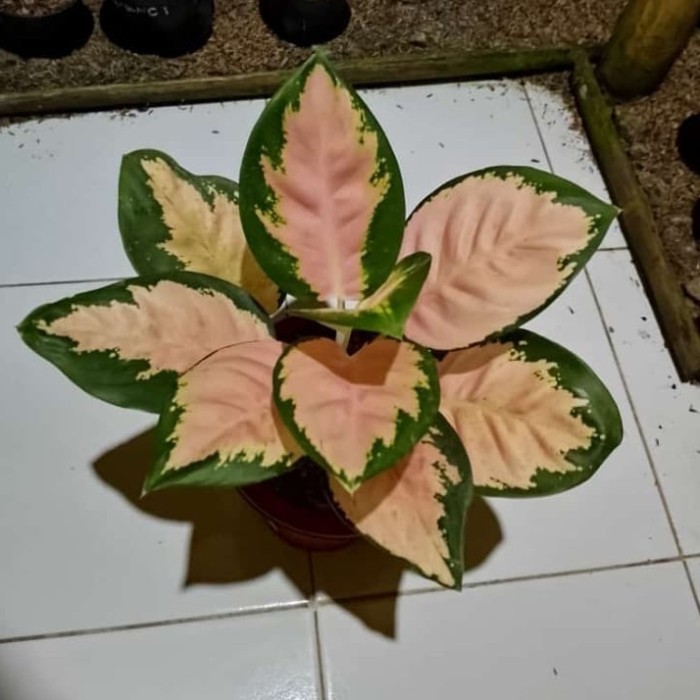 Tanaman hias aglonema monalisa white