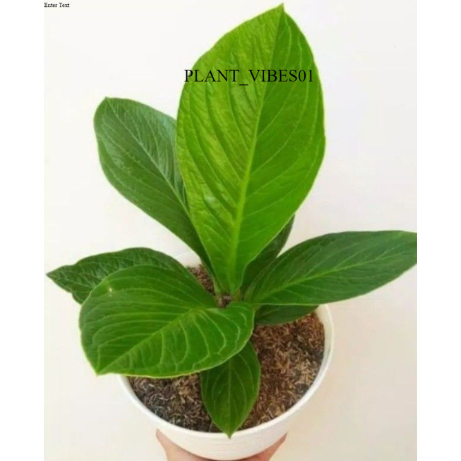 anthurium jemani cobra remaja / kol - jemani kol