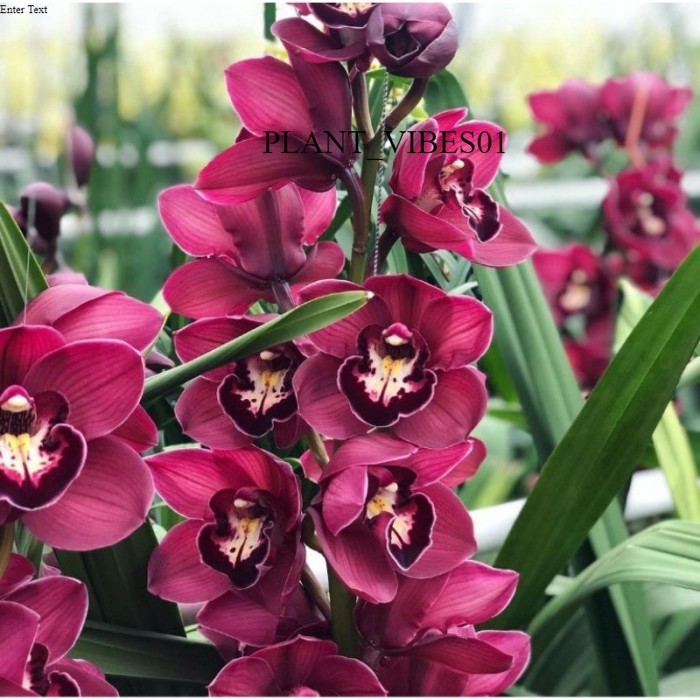Anggrek cymbidium australia red-anggrek cymbidium hidup IB