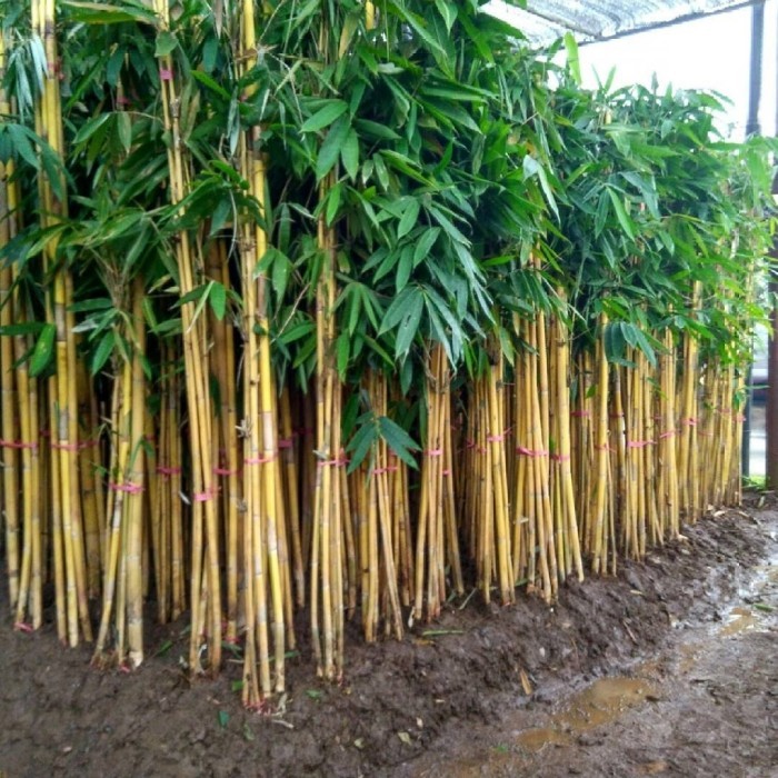 PROMO pohon bambu kuning tinggi 1 - 2 meter Tanaman bambu kuning
