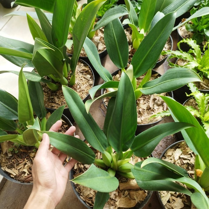 tanaman philodendron eceng katak martianum - Philo eceng gondok